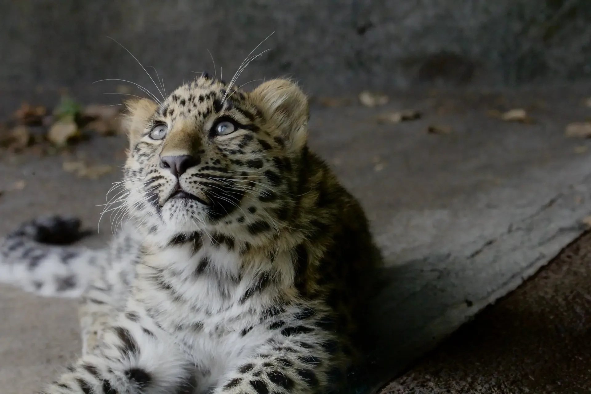 Пссс, расскажешь обо мне? 🐆  Напомним, что май на «Земле леопарда» — месяц пятнистого красавца. В ра