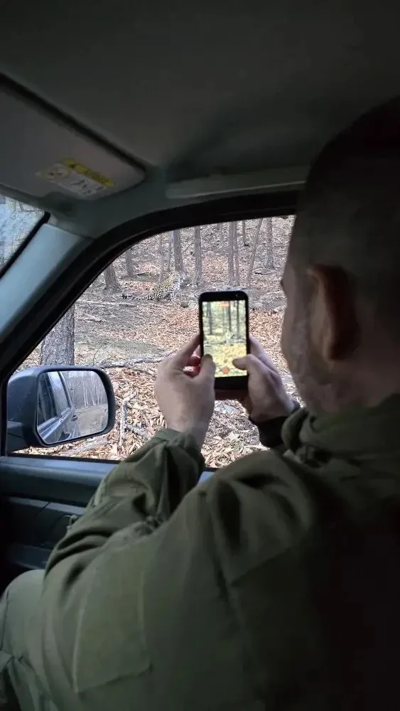 Шанс встретить леопарда крайне низок, но никогда не равен нулю! 🥹  🐆 Дальневосточного леопарда запеч