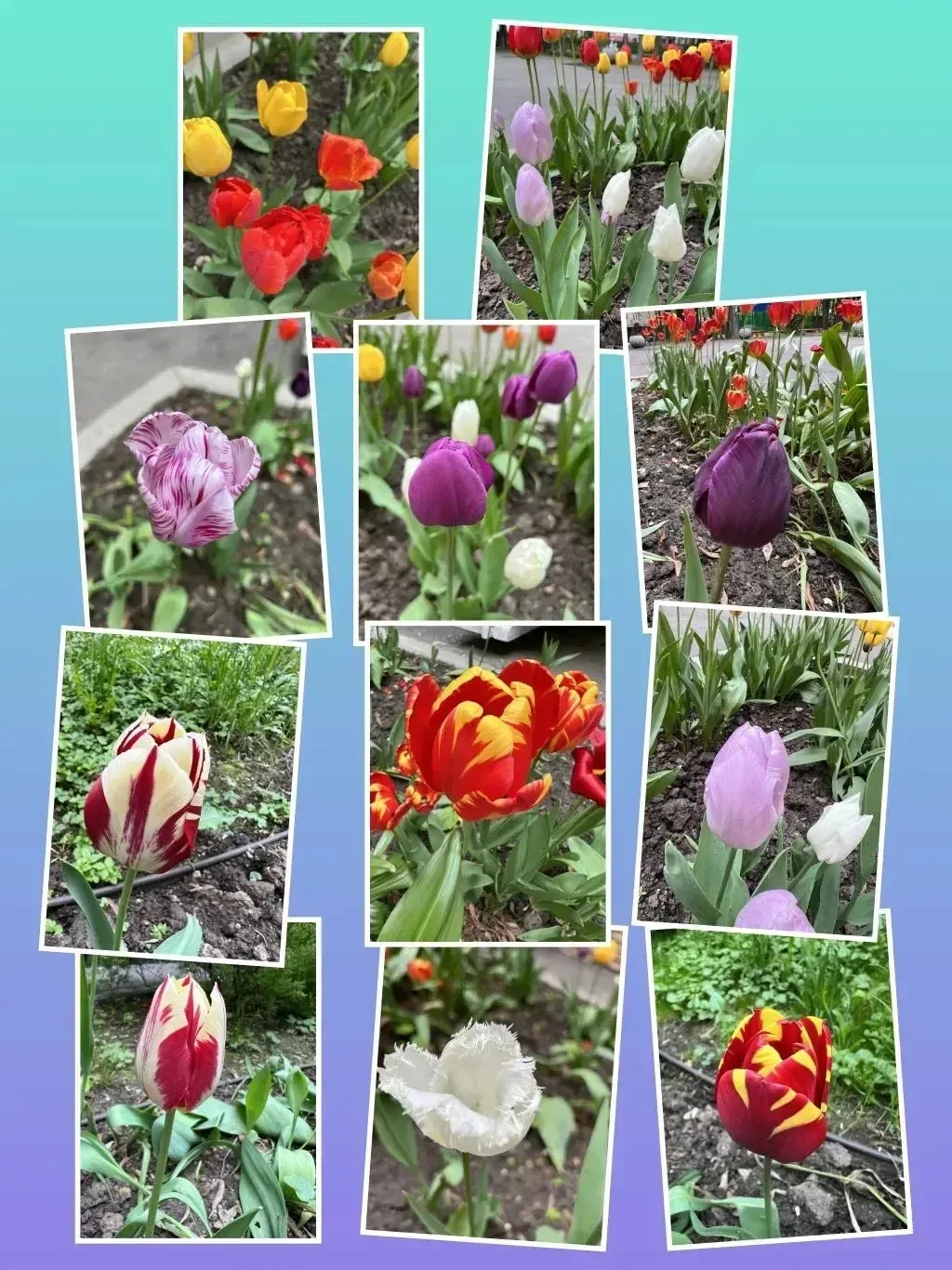 🌷 Чудо на клумбе: наши тюльпаны проснулись!  Помните, как осенью мы с ребятами закапывали в землю ма