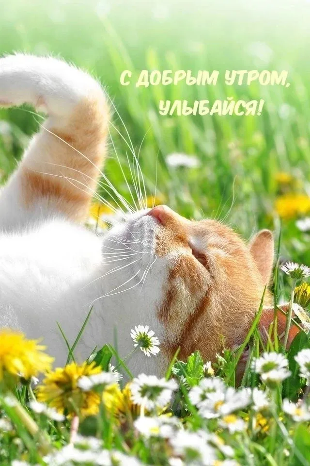 💛🌿💛🌿💛🌿💛🌿💛🌿  Пусть солнце тебе улыбается, пусть пение птиц за окном повышает настроение, пусть душа л