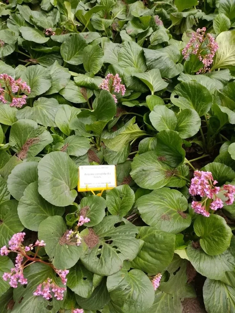 Весна в Ботаническом саду Вилар! 🌿🌸  15 мая ученики 9 «Н» класса вместе с классным руководителем Люд