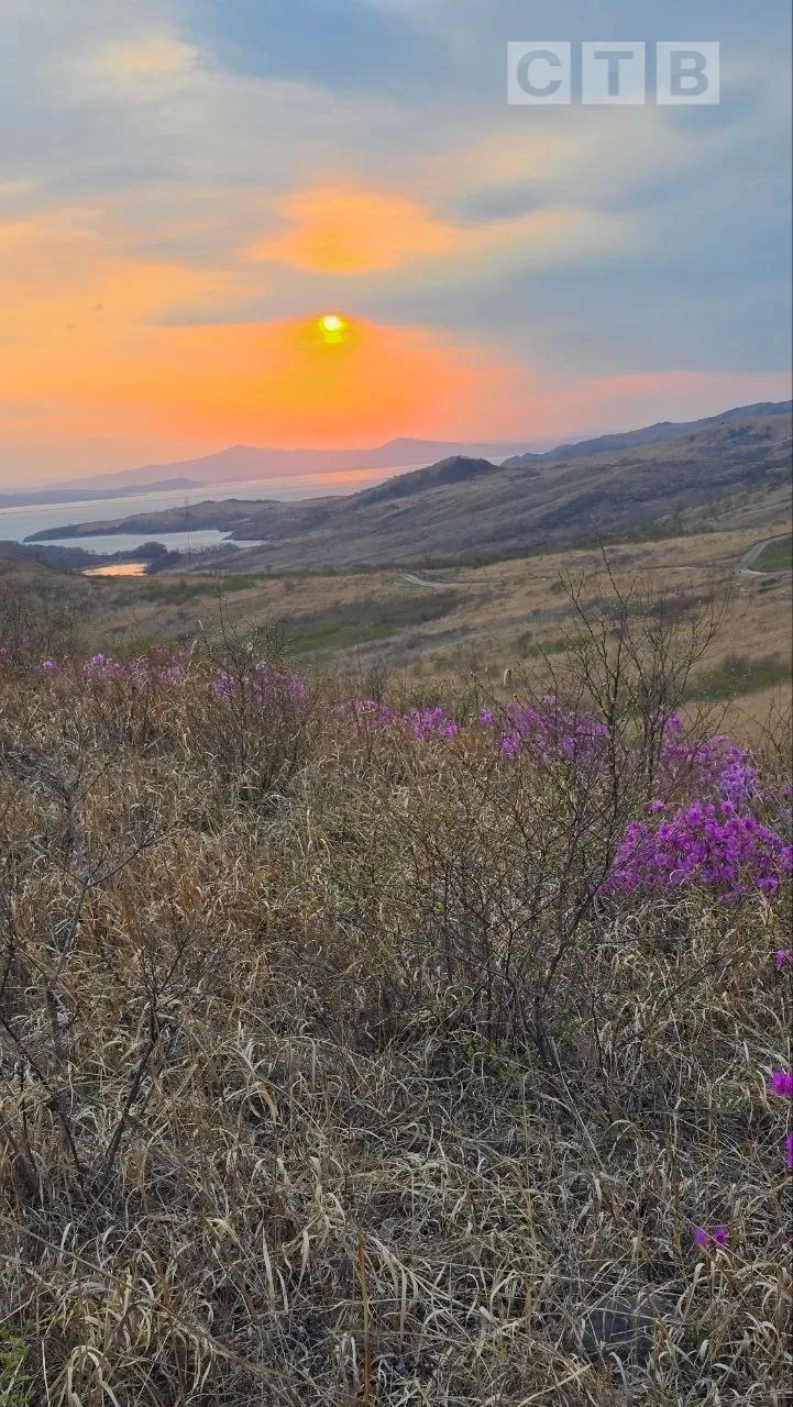 ✨Закатная симфония неба, цветущие рододендроны, полевые цветы и море...   Вечерняя съемка нашей зрит