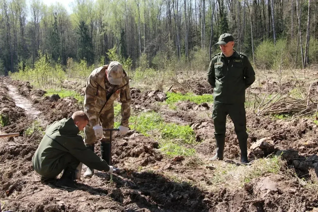 «12 тысяч елей - в память о героях!» В Тульской области, на территории Петрушинского лесничества под