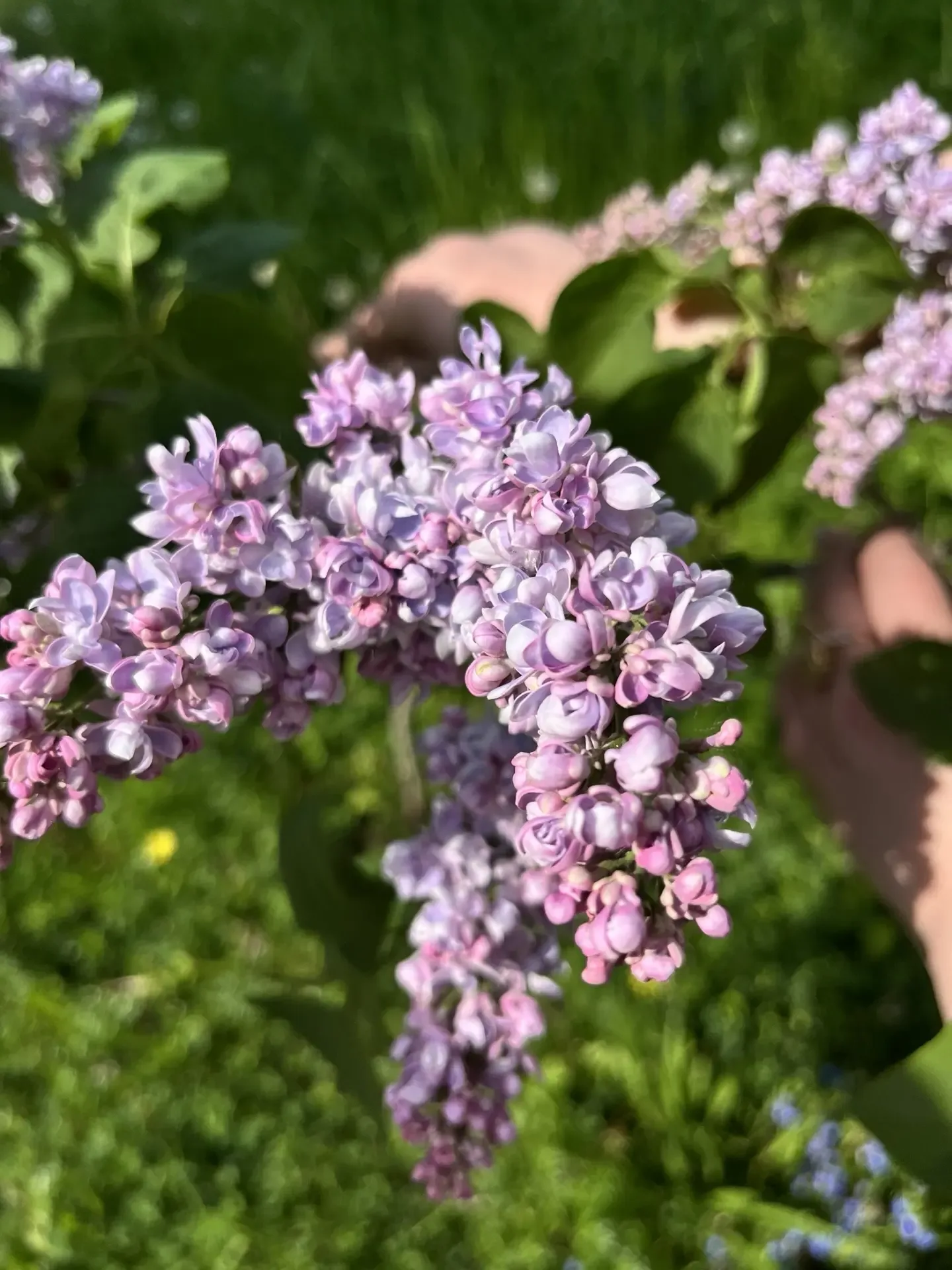 💜 Наша аллея Победы: сирень цветёт в память о героях  Вот и распустилась сирень на нашей школьной ал