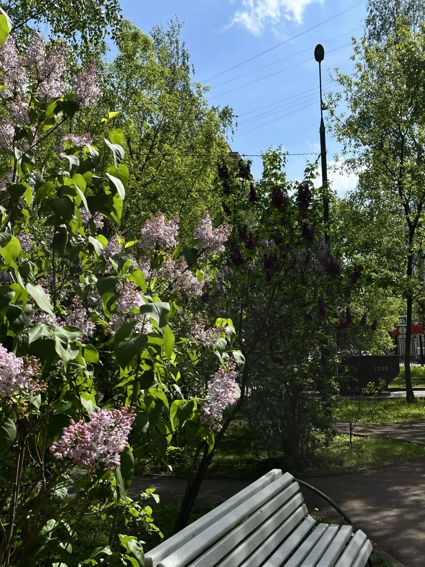 💜 Наша аллея Победы: сирень цветёт в память о героях  Вот и распустилась сирень на нашей школьной ал