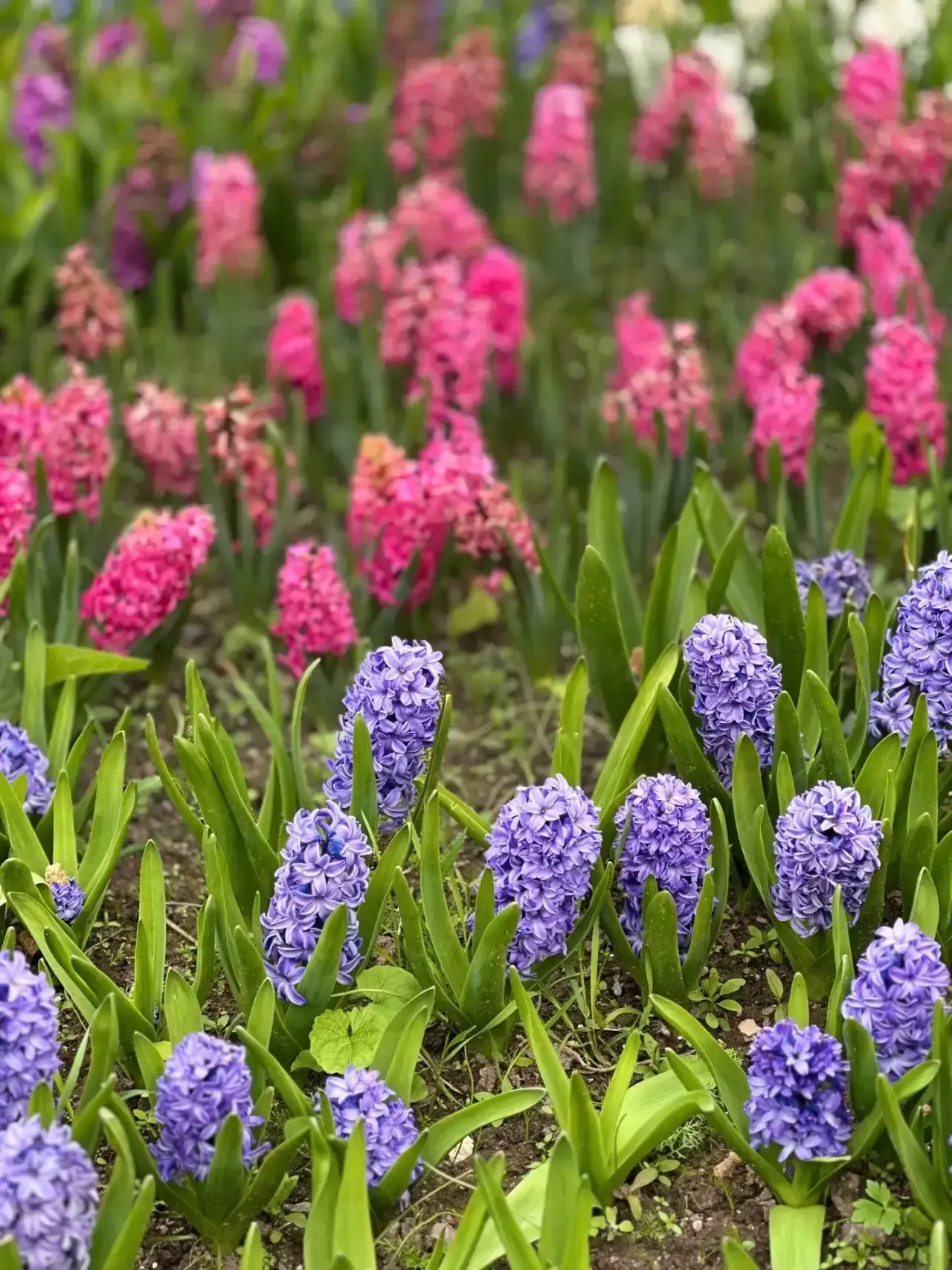 🌿ЭКСКУРСИЯ В ВЕСЕННЕЕ НАСТРОЕНИЕ!  🌼Экскурсия  по Аптекарскому огороду для юных итальянистов.  🏡Сего