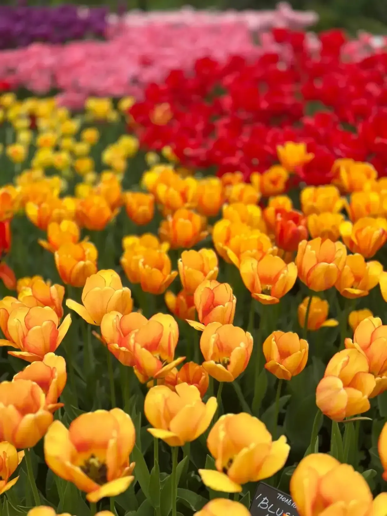 🌿ЭКСКУРСИЯ В ВЕСЕННЕЕ НАСТРОЕНИЕ!  🌼Экскурсия  по Аптекарскому огороду для юных итальянистов.  🏡Сего