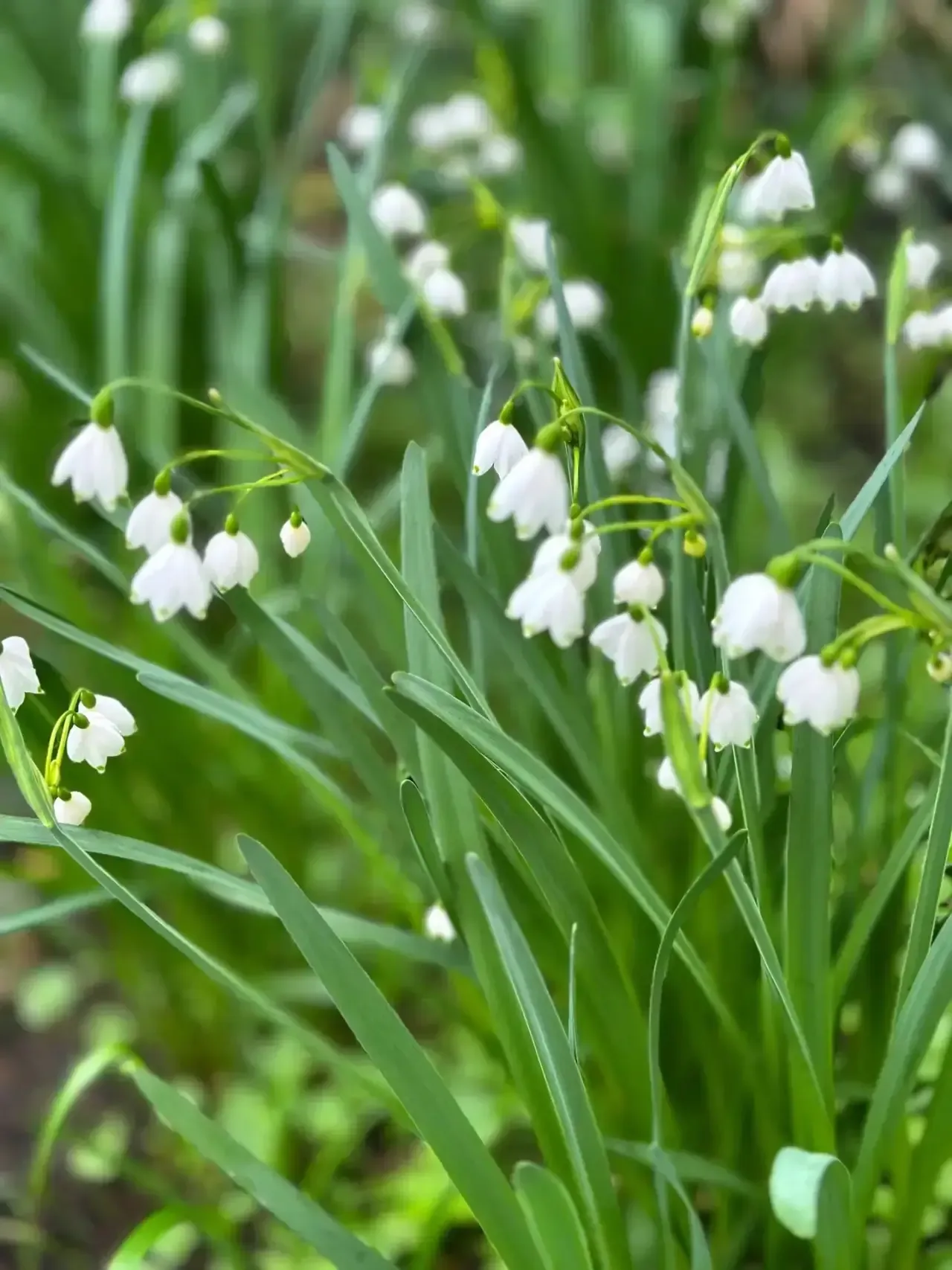 🌿ЭКСКУРСИЯ В ВЕСЕННЕЕ НАСТРОЕНИЕ!  🌼Экскурсия  по Аптекарскому огороду для юных итальянистов.  🏡Сего