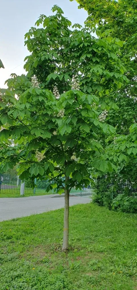 🌿 А при чём тут каштан?  ☺️На самом деле, всё просто: в этом году впервые зацвели каштаны, которые п
