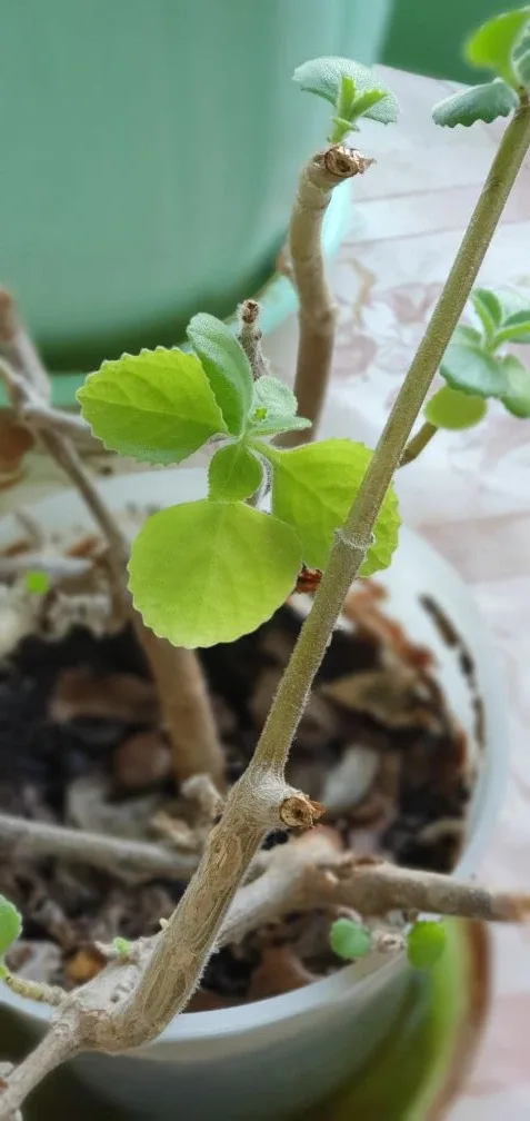 🍃Напоминаем, что очень хотят домой красивейший молочай и плекрантус. 🌿У плекрантуса после обрезки уж