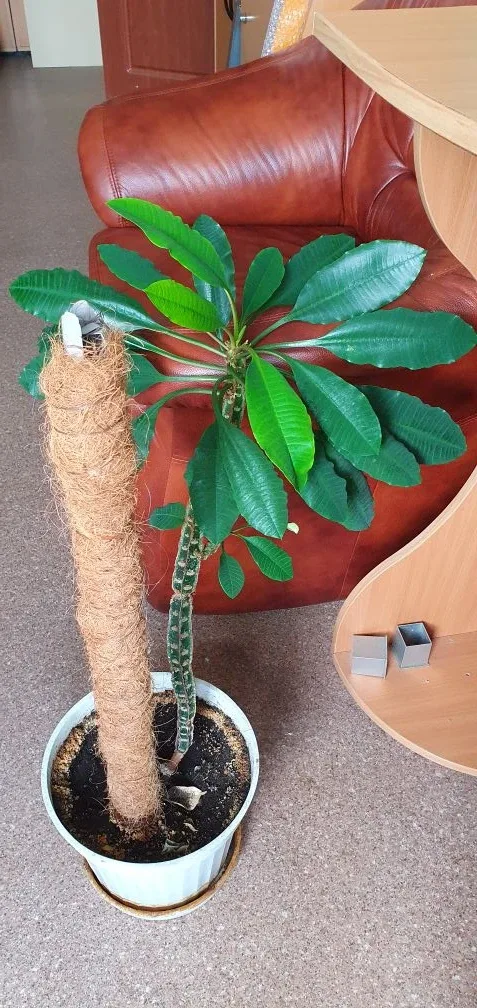 🍃Напоминаем, что очень хотят домой красивейший молочай и плекрантус. 🌿У плекрантуса после обрезки уж