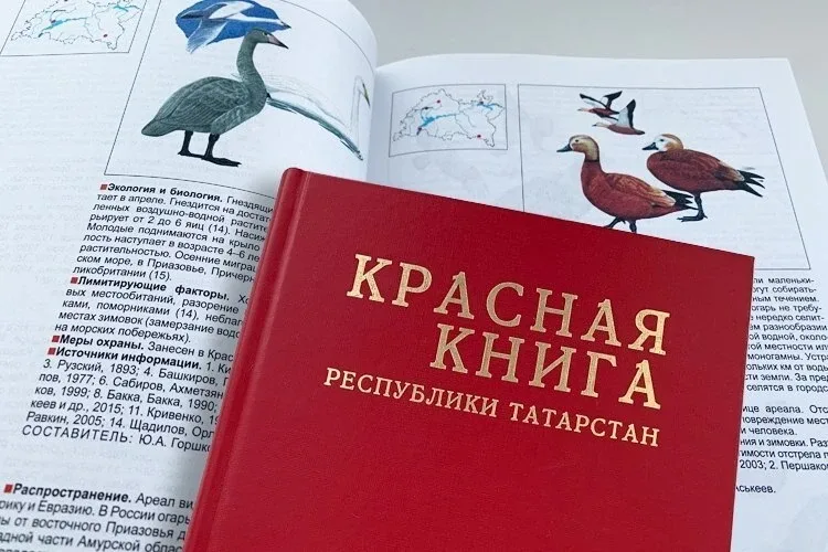 🧸 Бурого медведя исключили из Красной книги Татарстана  Популяция косолапых в Татарстане заметно выр