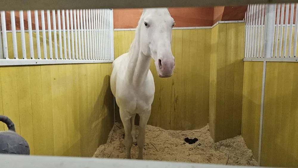 Время с пользой 👍  ​🎪 Недавно ученики 6Л класса побывали за кулисами Московского цирка. Им было очен