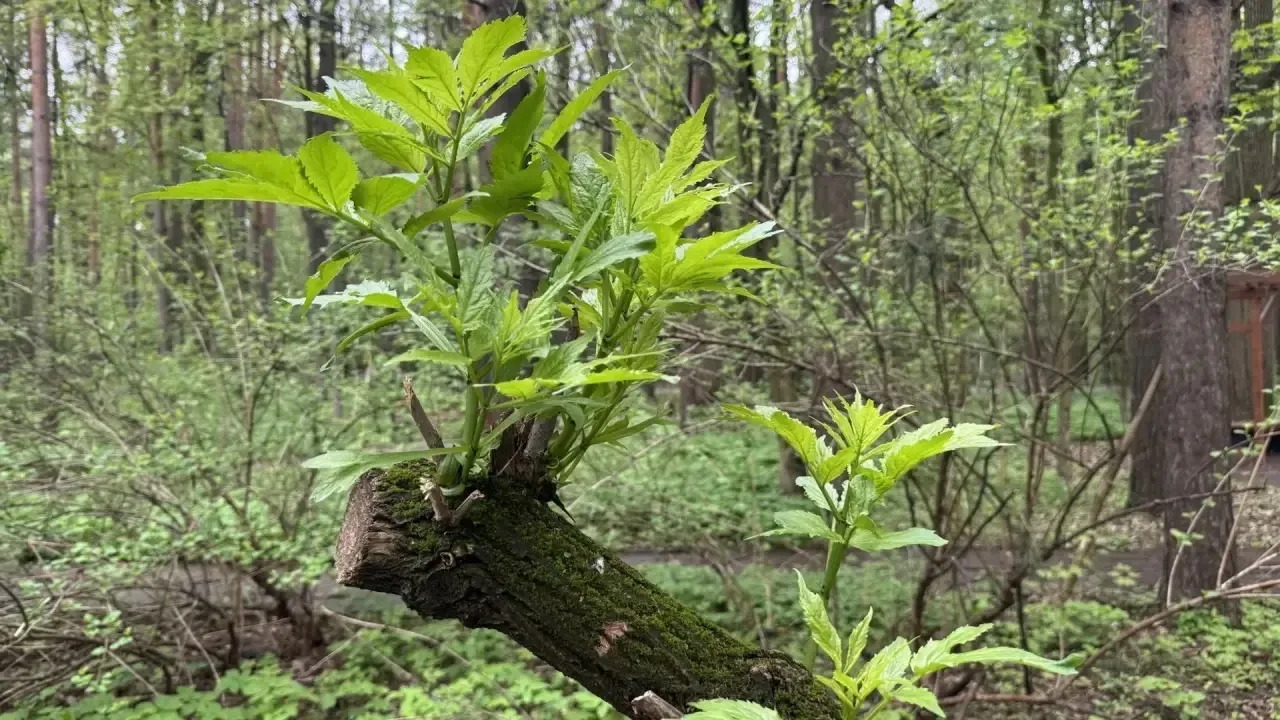 🏕️ Как это было: наш поход в рамках номинации «Открывай страну. Походы»  12 мая отряд «Маршрут постр