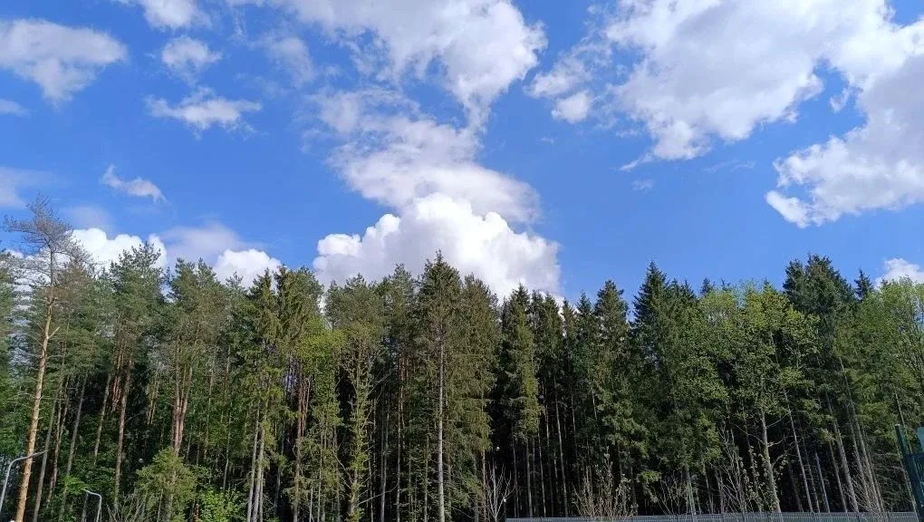 🌿💛 Майское настроение за окном  Весна окончательно и бесповоротно вступила в свои права на территори