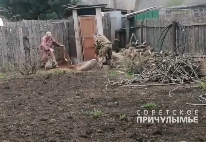 Заблудившуюся в садах у города Назарово косулю вывезли в лес  Несколько дней назад владельцы дачи за
