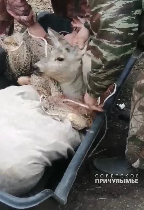 Заблудившуюся в садах у города Назарово косулю вывезли в лес  Несколько дней назад владельцы дачи за