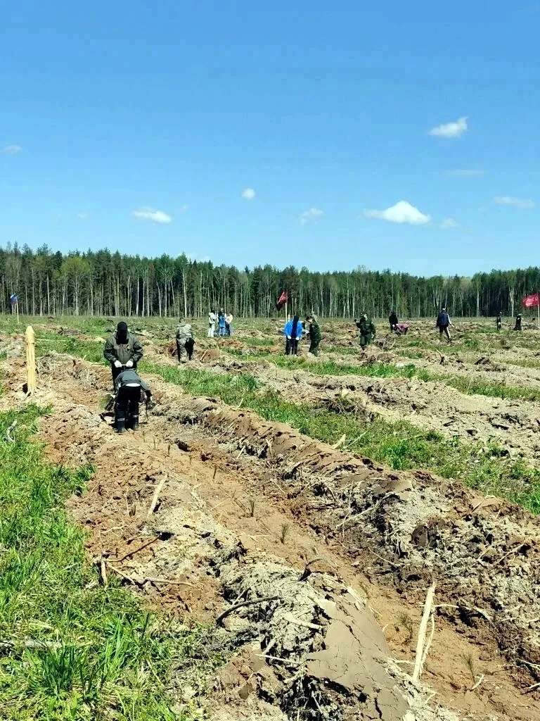 ШКОЛЬНОЕ ЛЕСНИЧЕСТВО ПРИСОЕДИНИЛОСЬ К АКЦИИ "САД ПАМЯТИ"  Школьное лесничество "Лесное наследие" при