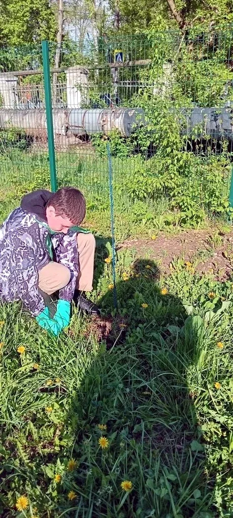 НОВОСТИ ШКОЛЬНОГО ЛЕСНИЧЕСТВА  В весенний период участники школьного лесничества "Лесное наследие" в