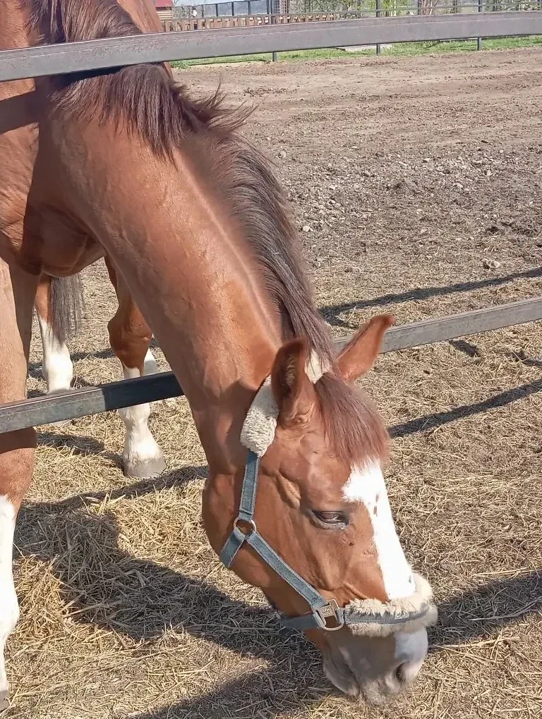 🐴Ученики 5А класса вместе с классным руководителем Никитенко Зоей Александровной побывали в гостях в