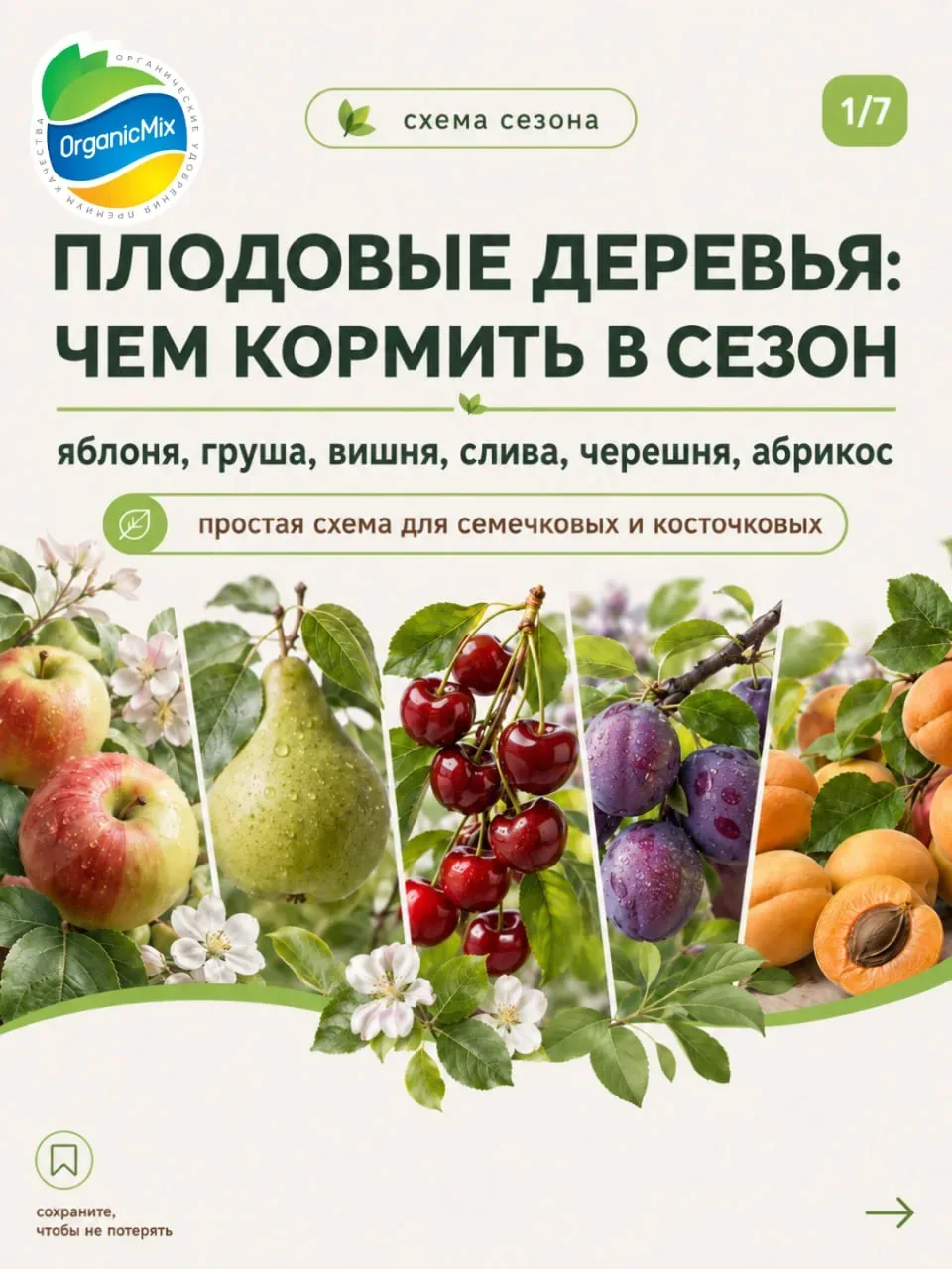 Почему опадают завязи на яблоне и сливе? Как правильно подкормить плодовые деревья в сезон 🍒  ➡️ Поч
