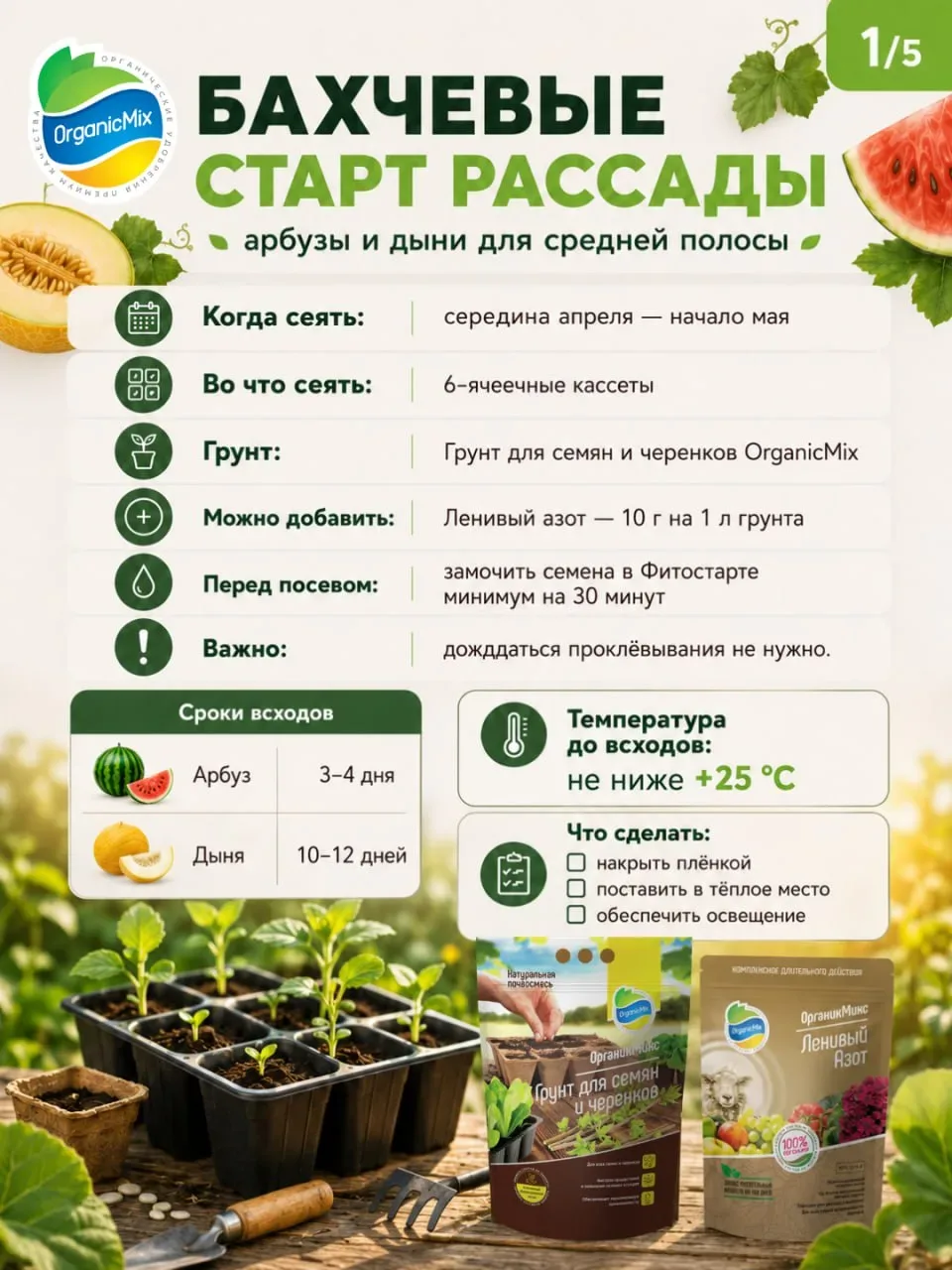 Как вырастить сахарный арбуз в средней полосе в открытом грунте: пошаговый план от посева до высадки