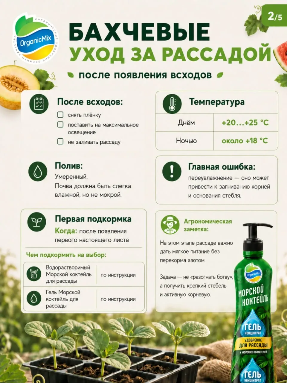 Как вырастить сахарный арбуз в средней полосе в открытом грунте: пошаговый план от посева до высадки