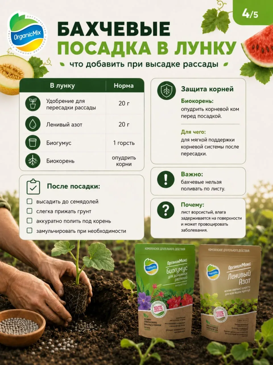 Как вырастить сахарный арбуз в средней полосе в открытом грунте: пошаговый план от посева до высадки