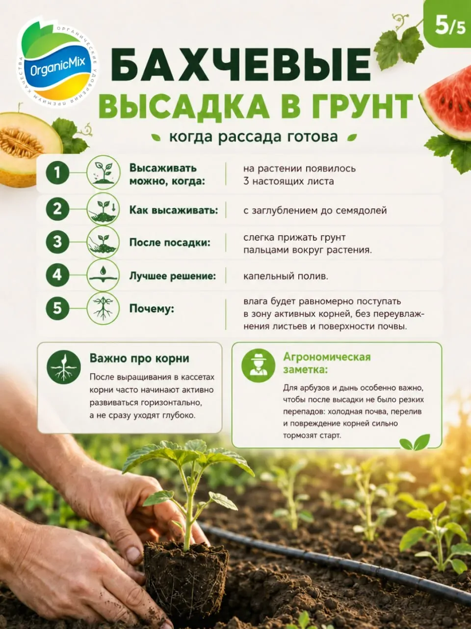 Как вырастить сахарный арбуз в средней полосе в открытом грунте: пошаговый план от посева до высадки