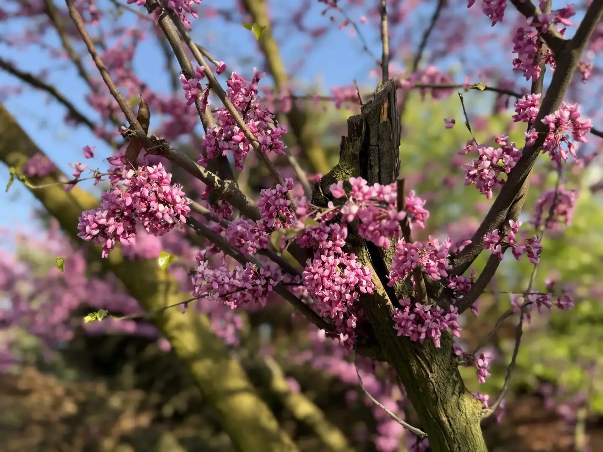 🌷🌼🪻Цветочный привет из Ростова  📸 Май – это время, когда природа преображается, демонстрируя все сво