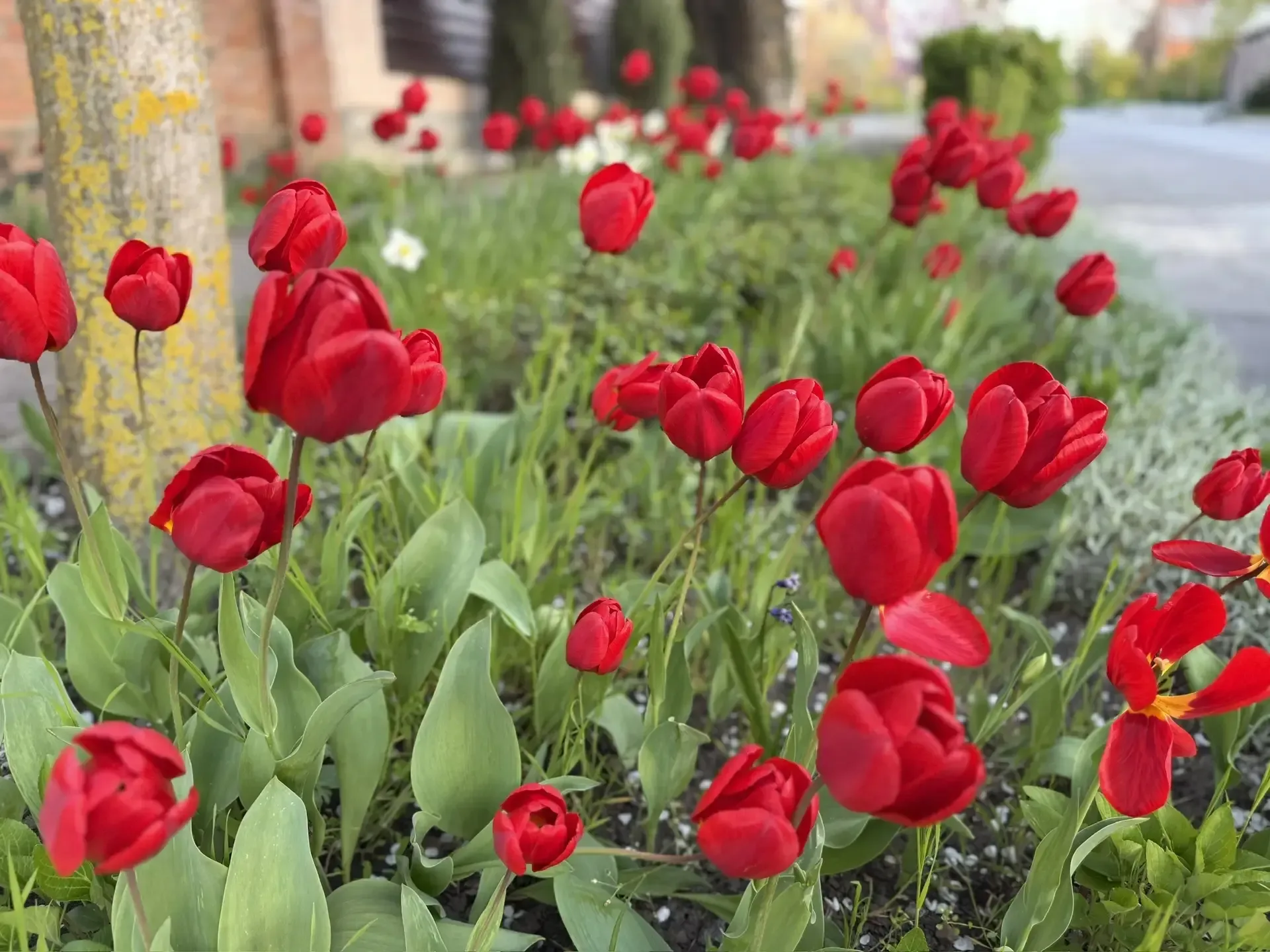 🌷🌼🪻Цветочный привет из Ростова  📸 Май – это время, когда природа преображается, демонстрируя все сво
