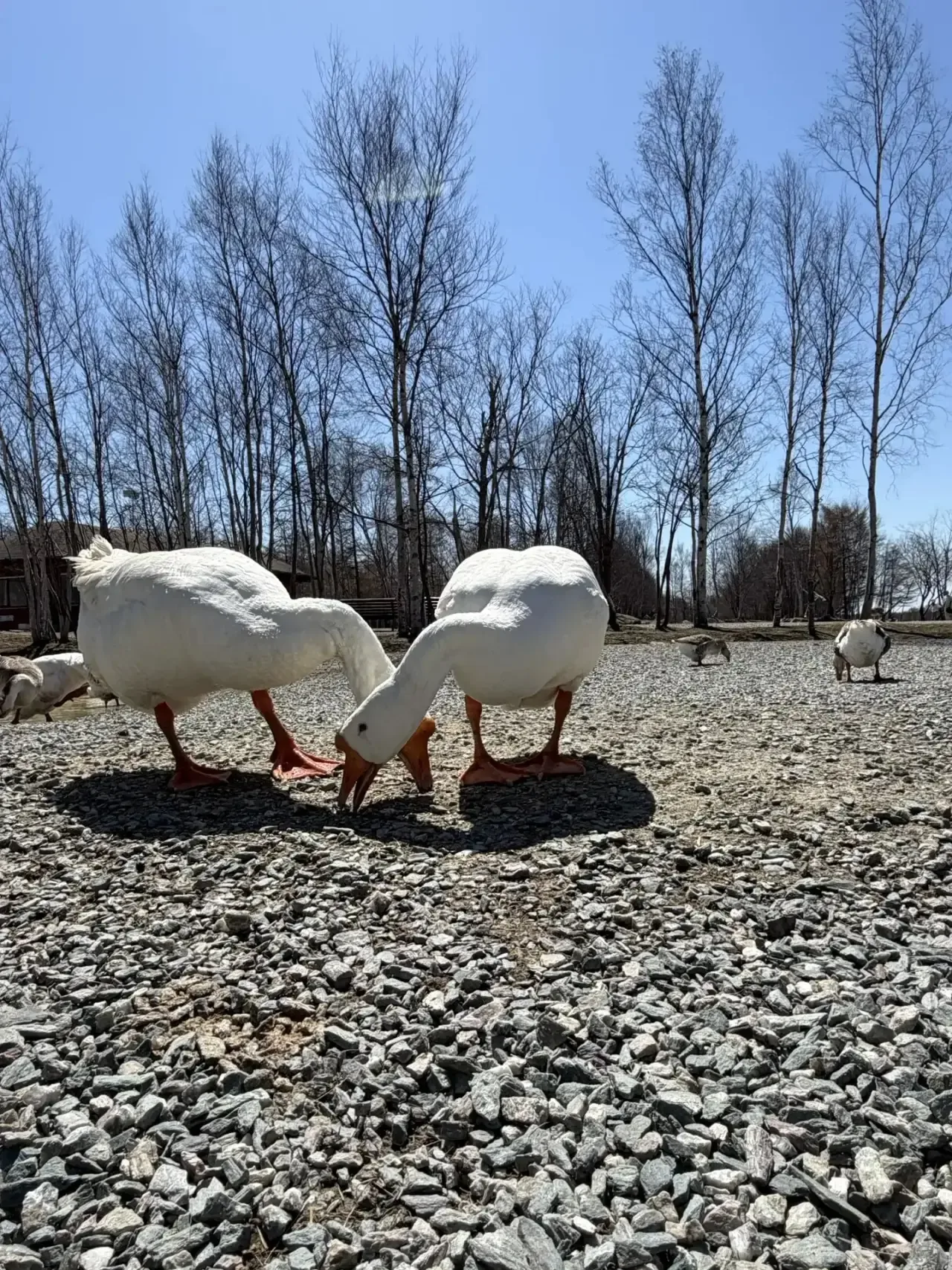 🌱Первомай для учеников 1Б класса выдался по-настоящему весенним и радостным. Ребята отправились в на
