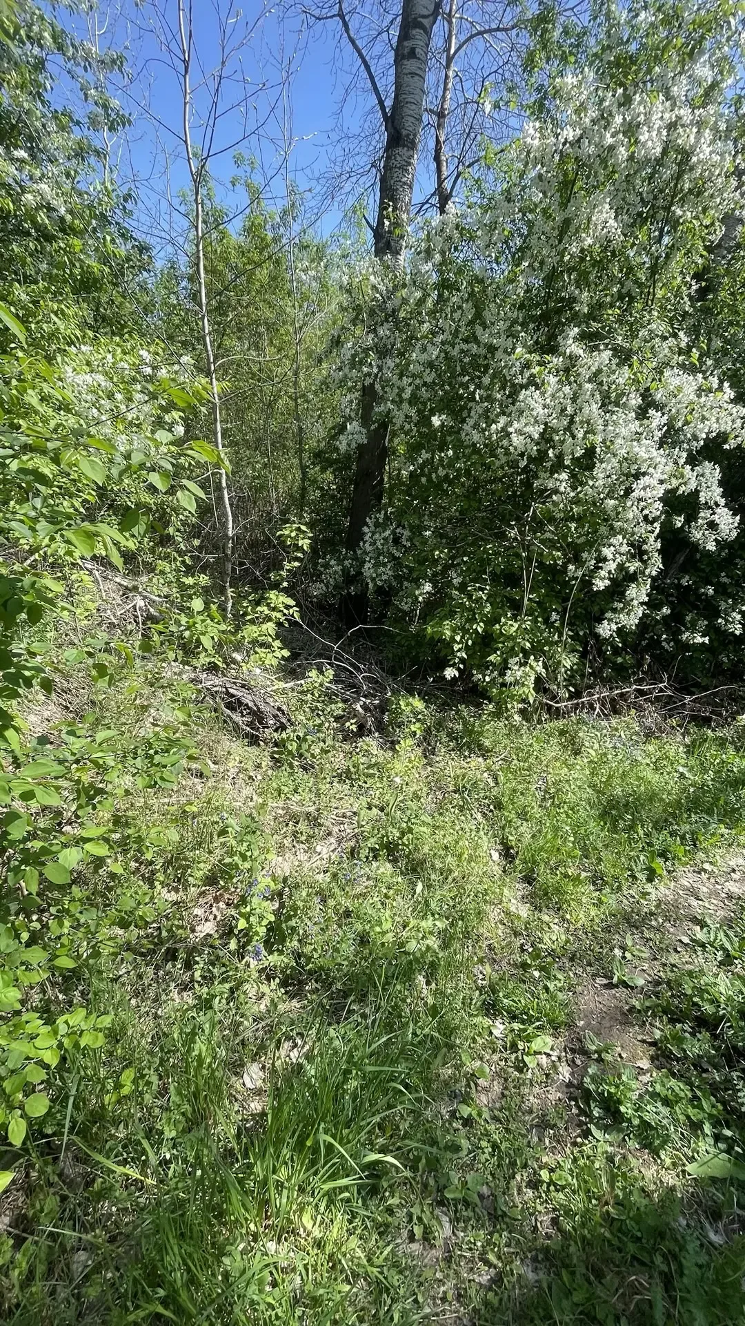 🧹Субботник на кладбище: память, объединяющая село  Сегодня коллектив Пышминского ТУ, совет ветеранов