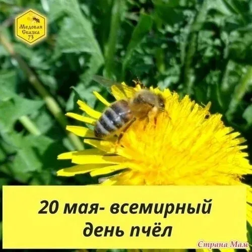 🐝День пчëл в группе Одуванчики.  🌻Малыши знакомились с этими трудолюбивыми насекомыми и сделали заме