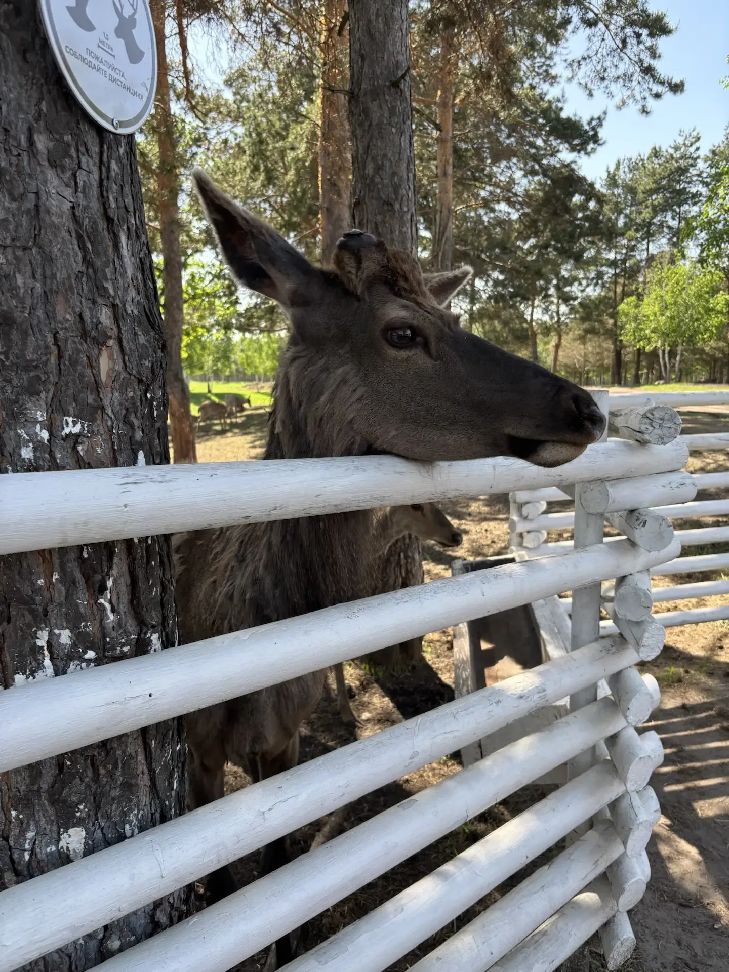▌ 🦌 Путешествие в Сафари-парк «Кречет»!  Ребята из 2А класса отправились в увлекательное путешествие