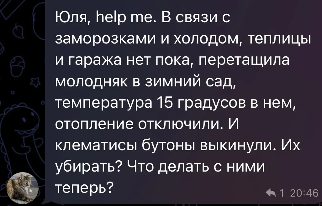 Друзья, если вы совершили такую же ошибку , а это ошибка , заносить клематисы в тепло))) что же дела