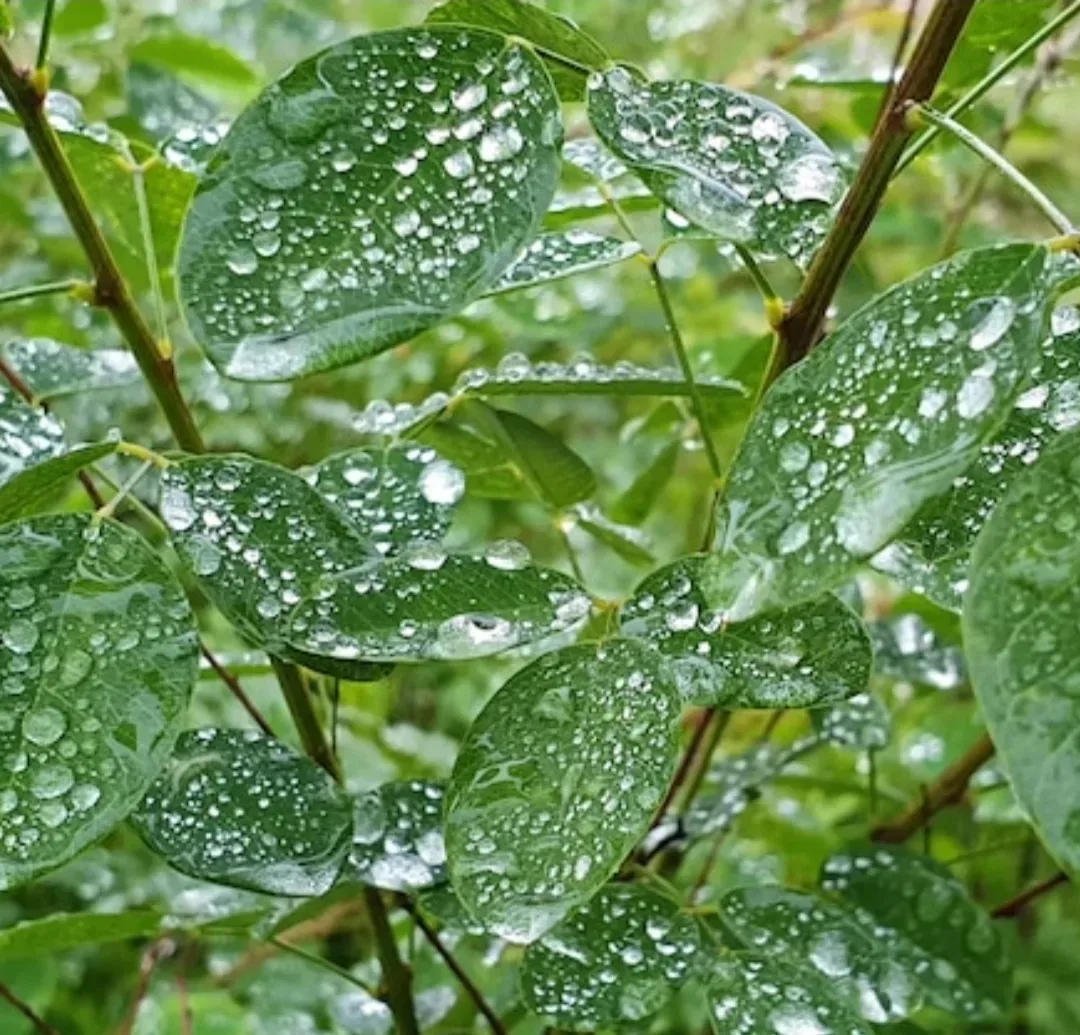 КАПЛИ  СЧАСТЬЯ  И снова небо хмурит брови И сеют воду облака,  Но очень меленько, слегка; Губами лис