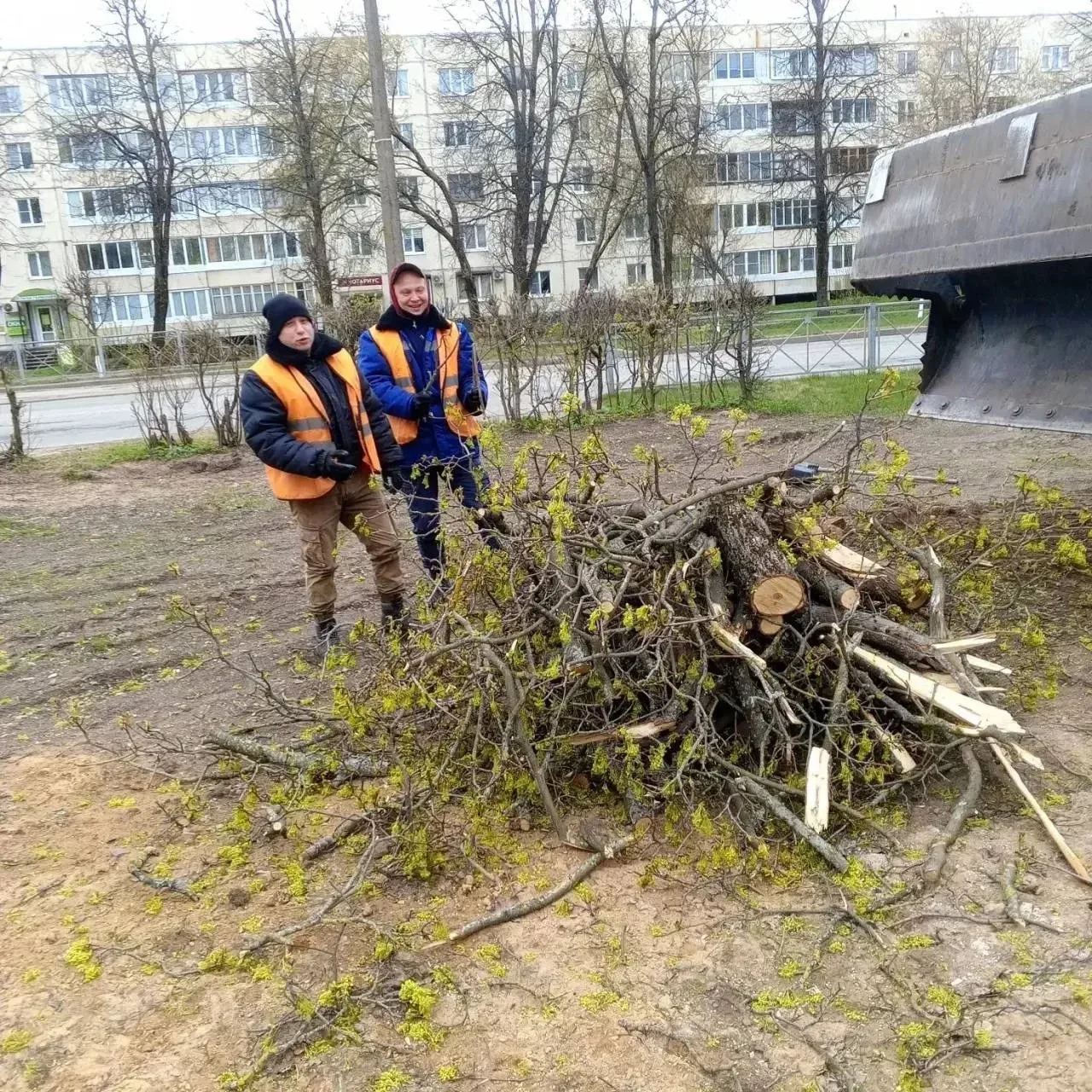 В Тихвине проведут ревизию деревьев во дворах 🌳  Начало недели оказалось крайне сложным из-за шторма