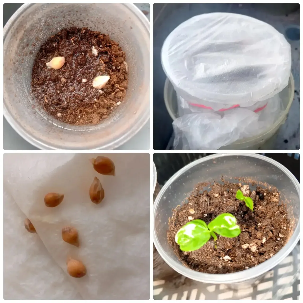 🌱 Маленькие чудеса на подоконнике! 🌱  Наши юные эколята из старшей группы № 7 взялись за большое дел