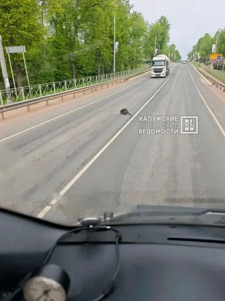 🦫 Бобров заметили в Юхнове  Они внаглую гуляют по Варшавскому шоссе в центре города, будто это их тр