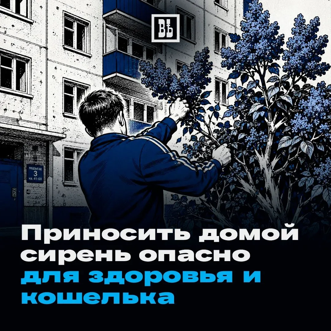 🤔 Почему приносить домой сирень опасно для здоровья и кошелька?  «КГВ» объясняют в карточках! 👆 Отпр