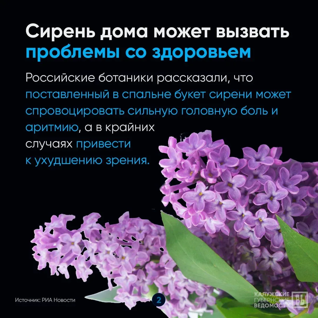🤔 Почему приносить домой сирень опасно для здоровья и кошелька?  «КГВ» объясняют в карточках! 👆 Отпр