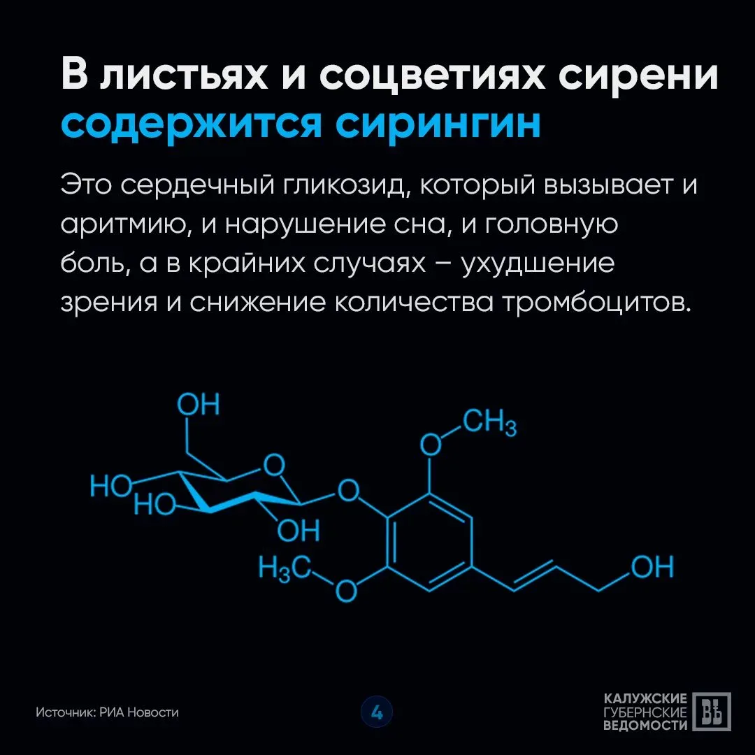 🤔 Почему приносить домой сирень опасно для здоровья и кошелька?  «КГВ» объясняют в карточках! 👆 Отпр