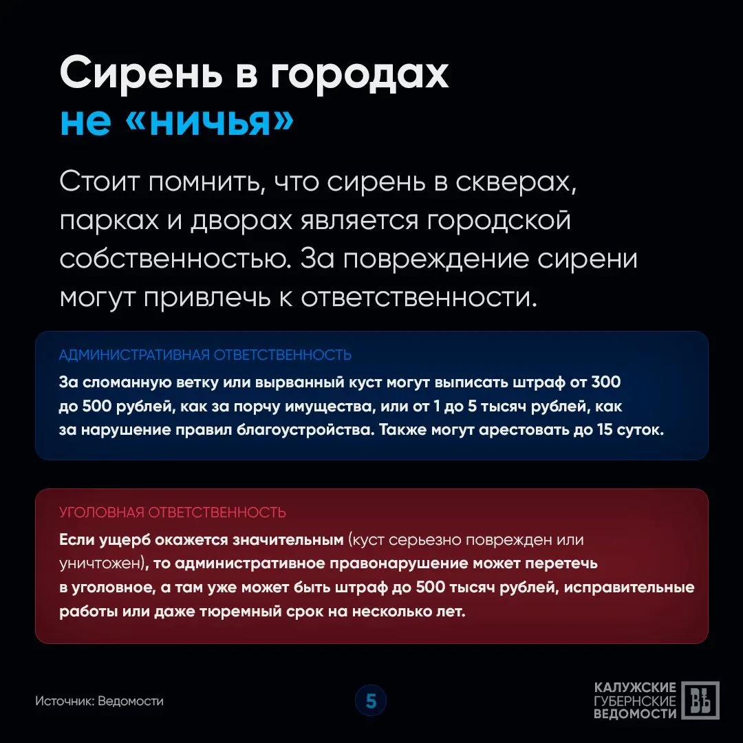 🤔 Почему приносить домой сирень опасно для здоровья и кошелька?  «КГВ» объясняют в карточках! 👆 Отпр