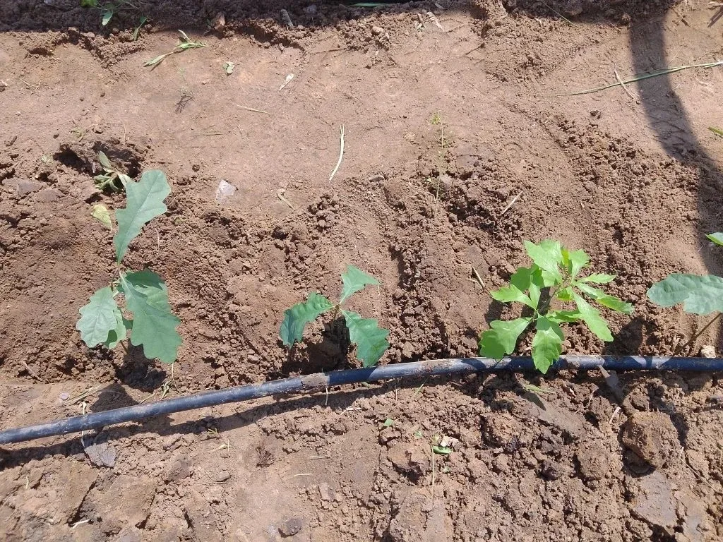 Школьный двор становится зеленее! 🌳 В нашей школе продолжается реализация экологического проекта «Пр