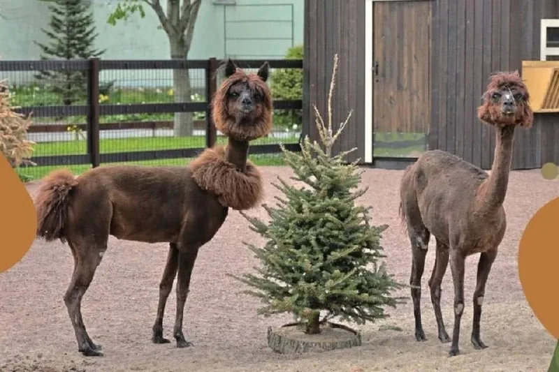🦙 В Ленинградском зоопарке Гренке и Сушке сделали новые летние стрижки  Теперь летом им не будет жар