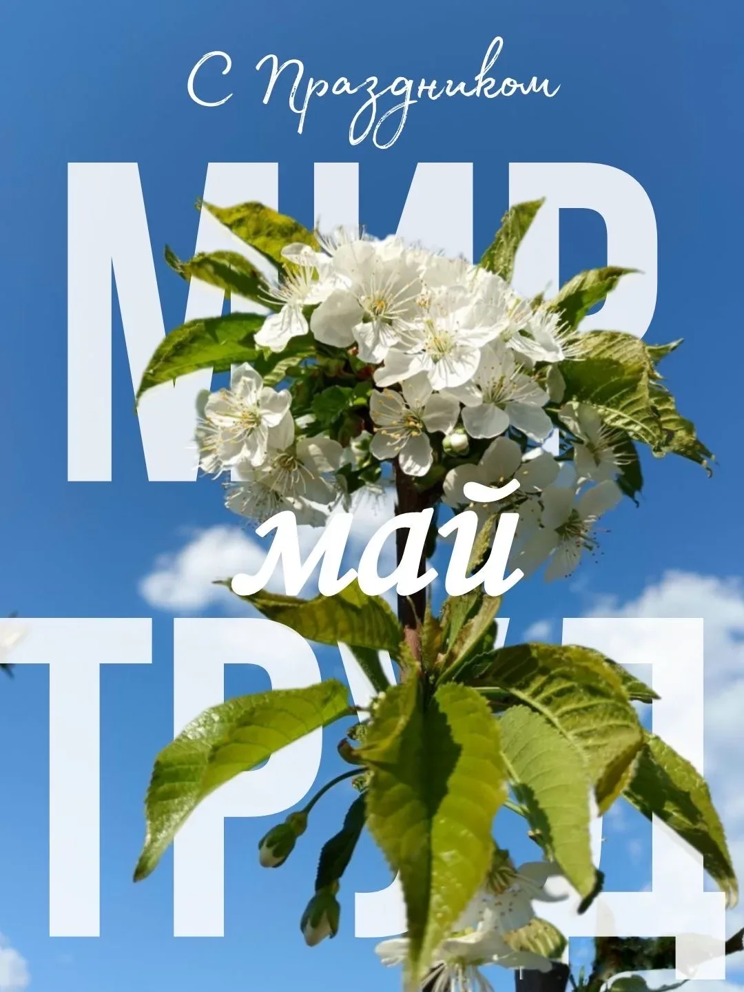 🌿 С праздником Весны и Труда, дорогие наши подписчики!  1 Мая — это день, когда мы особенно остро чу