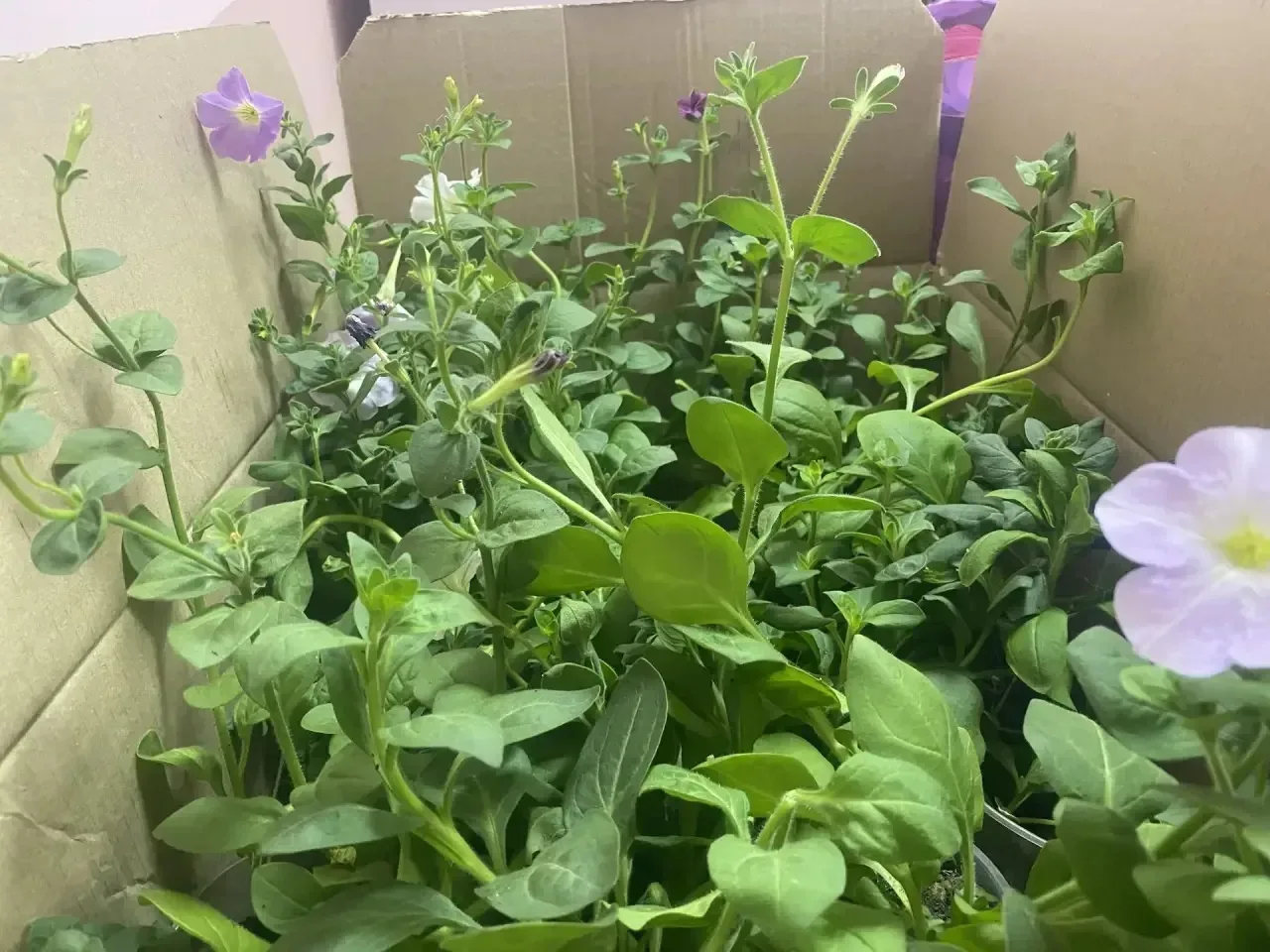 🌿💚 ЗЕЛЁНЫЙ ШАГ — СДЕЛАЛИ ВМЕСТЕ! ВЫ — НАСТОЯЩИЕ ДРУЗЬЯ ШКОЛЫ 🌸🏫 Уважаемые коллеги и родители, ребята