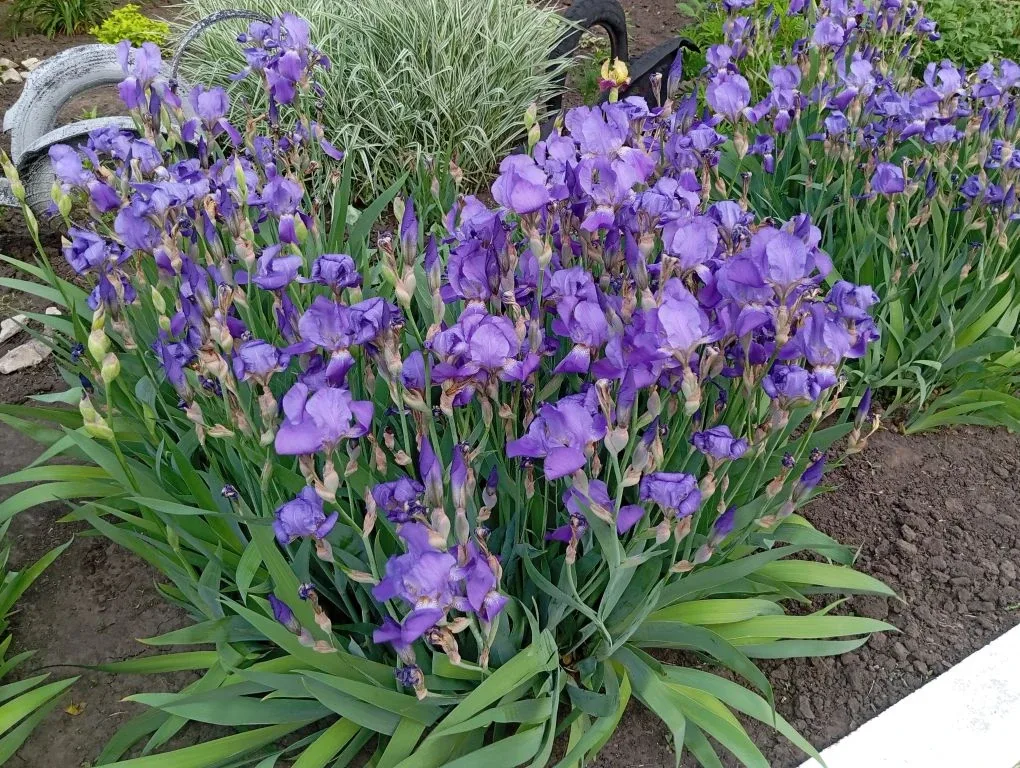 🌸Наша школа цветет и пахнет!🌼  Благодаря работе школьной трудовой бригады и труду наших ответственны