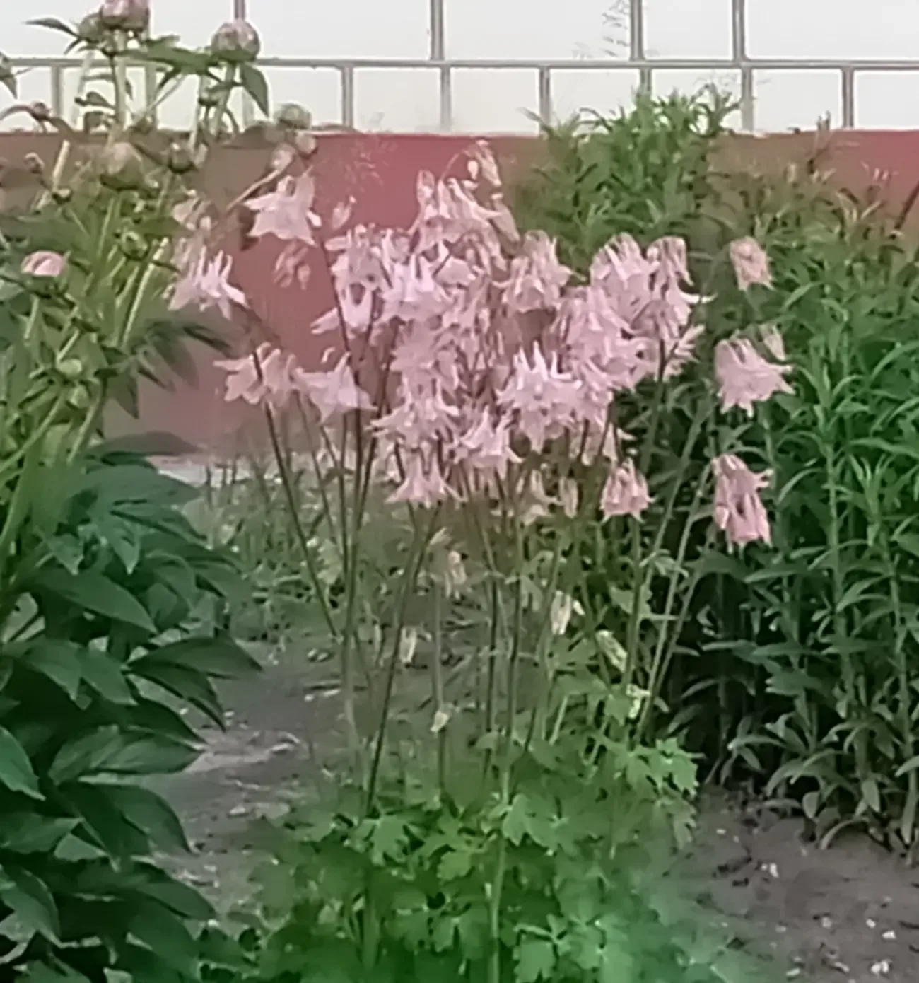 🌸Наша школа цветет и пахнет!🌼  Благодаря работе школьной трудовой бригады и труду наших ответственны